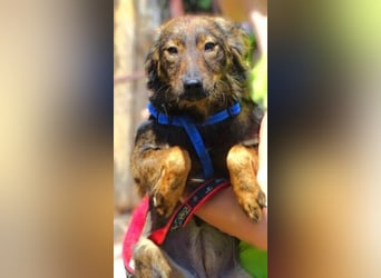 MIMI ist ein niedliches kleines Hundeherzchen