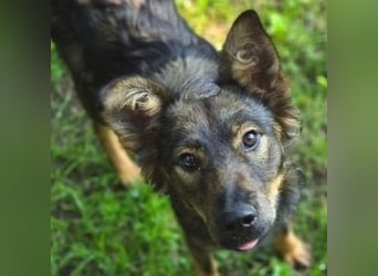 MIMI ist ein niedliches kleines Hundeherzchen