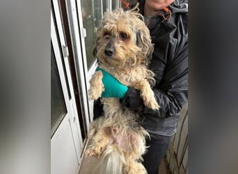 PAULCHEN braucht unsere Hilfe