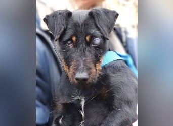 TARA ist in großer Not