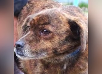 HOLLY - wer ist ihr Retter aus großer Gefahr?