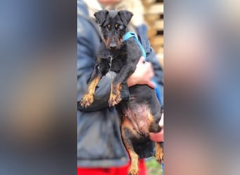 TARA ist in großer Not