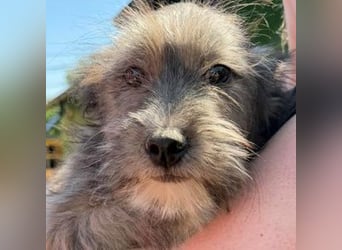 CLEO ist ein süßes Hundebaby
