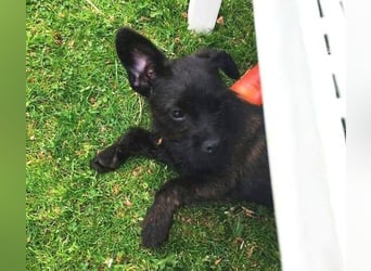 LILI - kleines Hundekind auf der Suche nach dem großen Glück