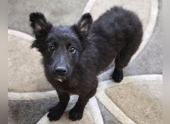 KATE ist ein zuckersüßes Plüschnäschen