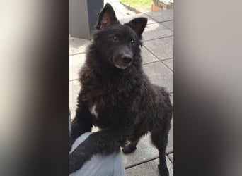 BLACKY 3 ist ein Goldschatz