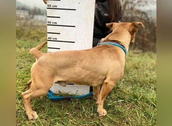 WINSTON ist ein herziger Kerl