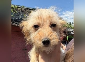 CARLOTTA , kleines Hundemädchen sucht das Glück