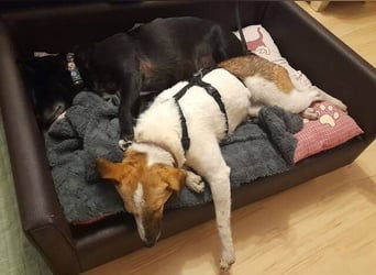 MIRKA liebt streicheln