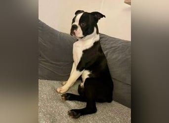 BINGO irrte einsam und verlassen umher