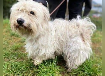 JOEY ist ein süßes Wuschelchen JOEY ist ein süßes Wuschelchen