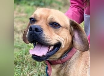 ROCCO irrte hungrig umher ROCCO irrte hungrig umher