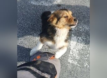 KLARA -wer ist ihr Retter in der Not?