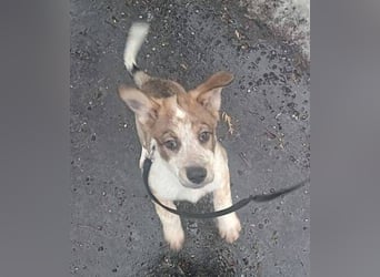 HUGO wurde allein zurück gelassen