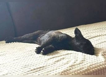 LILI - kleines Hundekind auf der Suche nach dem großen Glück