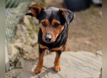 FLOCKY ist der Liebling aller