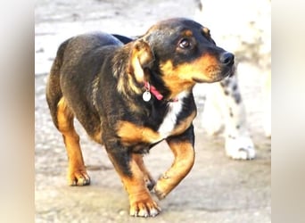 BOOGIE braucht Lebensretter