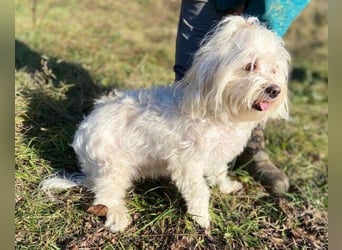 PEGGY 2 kleines Wuschelchen