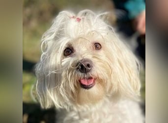 PEGGY 2 kleines Wuschelchen