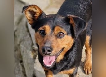 FLOCKY ist der Liebling aller