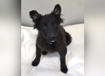 KATE ist ein zuckersüßes Plüschnäschen