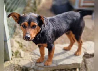 FLOCKY ist der Liebling aller