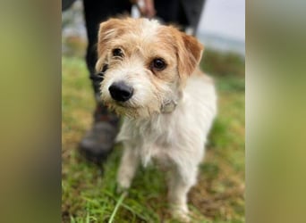 JOEY 2 wünscht sich sehnlichst ein Zuhause