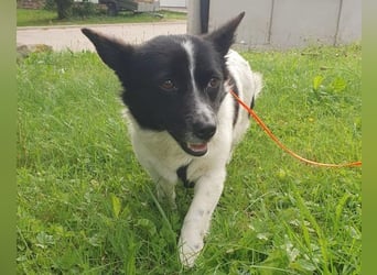 HOSHI hofft auf ein liebevolles Zuhause