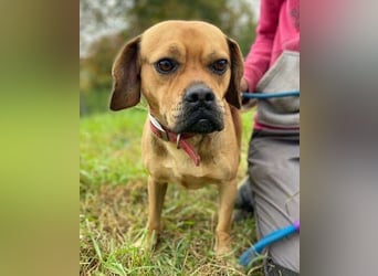 ROCCO irrte hungrig umher ROCCO irrte hungrig umher