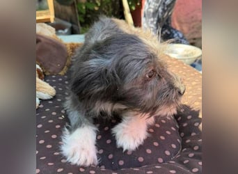 CLEO ist ein süßes Hundebaby