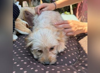 CARLOTTA , kleines Hundemädchen sucht das Glück