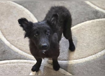 KATE ist ein zuckersüßes Plüschnäschen