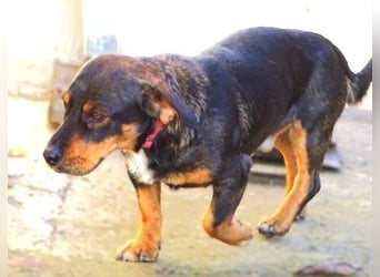 BOOGIE braucht Lebensretter