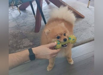 WINNIE Pooh - kleines Flauschbällchen