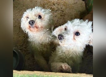 SNOW wurde herzlos entsorgt