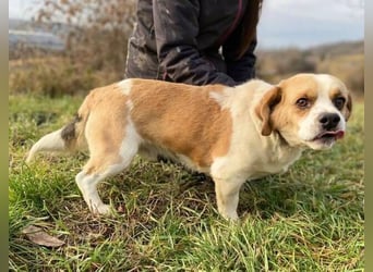 BODRI ist eine ganz sanfte Seele