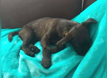 LILI - kleines Hundekind auf der Suche nach dem großen Glück