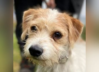 JOEY 2 wünscht sich sehnlichst ein Zuhause