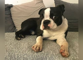 BINGO irrte einsam und verlassen umher