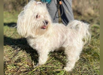 PEGGY 2 kleines Wuschelchen