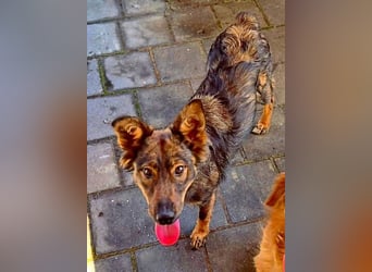 MIMI ist ein niedliches kleines Hundeherzchen
