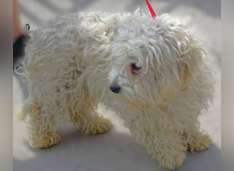 Theo, kleiner Kerl in großer Gefahr