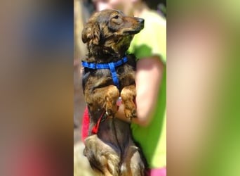 MIMI ist ein niedliches kleines Hundeherzchen