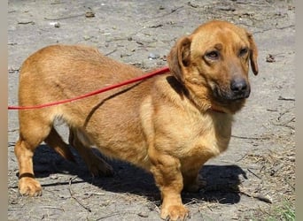 PASHA ist ein kleiner Schatz