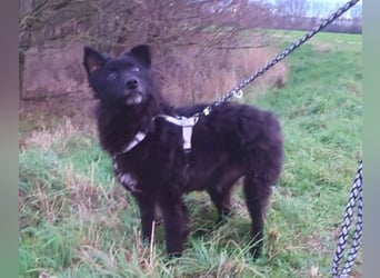 BLACKY 3 ist ein Goldschatz