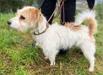 JOEY 2 wünscht sich sehnlichst ein Zuhause