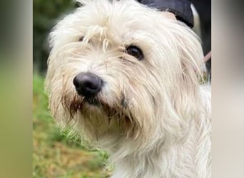 JOEY ist ein süßes Wuschelchen JOEY ist ein süßes Wuschelchen