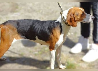 TINA braucht unsere Hilfe um zu leben