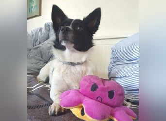 HOSHI hofft auf ein liebevolles Zuhause