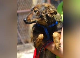 MIMI ist ein niedliches kleines Hundeherzchen